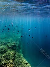Damselfish