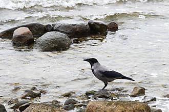 Hooded crow in Baltic Sea near Gohren, Germany