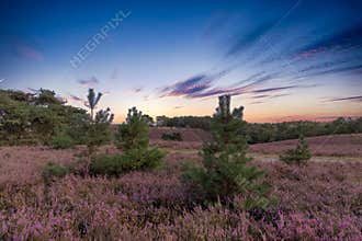 Endless common heather fields Calluna vulgaris at dawn