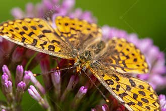 Alpine hairy close-up butterfly with a eye like soccer ball on purple flower
