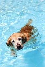 Dog swimming