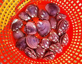 A pile of live clams
