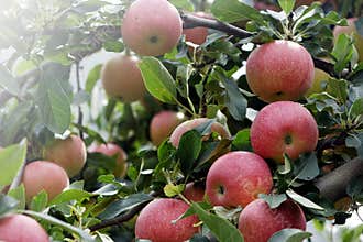 Ripe apples over the branches in sunshine