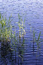 Reed Stems in Peat Water