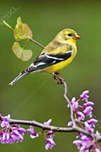American Goldfinch in Spring Season