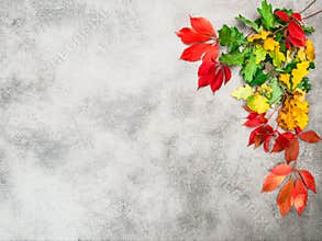 Autumn leaves grey stone texture Fall background