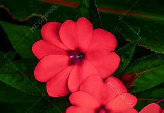 Red impatiens flower closeup dark background