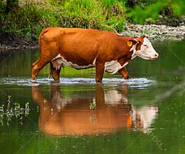 Hereford Cow Crossing a Creek