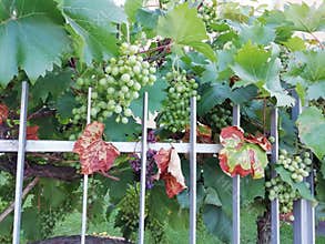 Environment  with grapevine  heat in europe  harvest