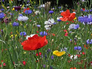 Wild flower meadow