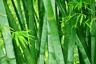 Bamboo forest