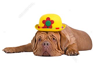 Dog wearing yellow bowler (derby) hat