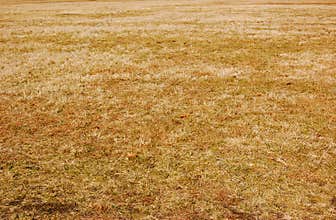 Dead Grass