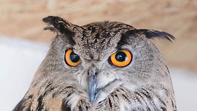 The head of the eurasian Eagle Owl - Bubo bubo. Close up