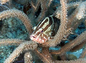 Reef fish hiding coral,underwater roatan,honduras