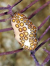Flamingo tongue snail coral fern,roatan,honduras
