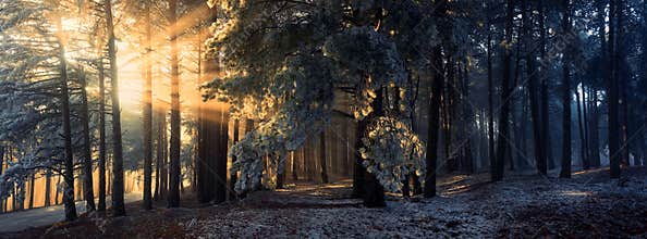 Fog in the forest