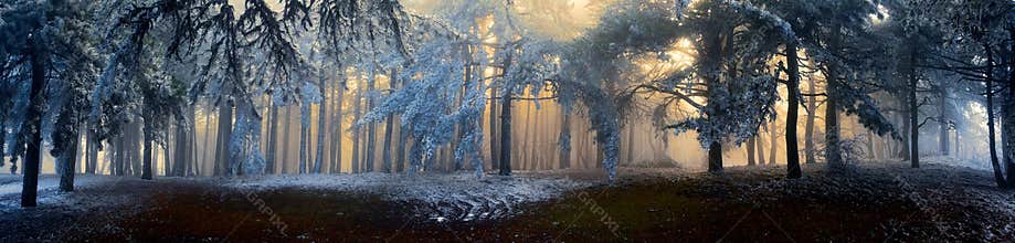 Fog in the forest