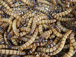 Closeup shot of superworms that can be used as food for fish, amphibians, reptiles, birds