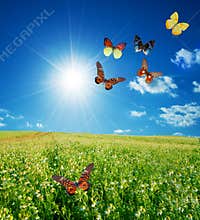 Colorful buttefly spring field