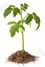 Seedling tomato on white background
