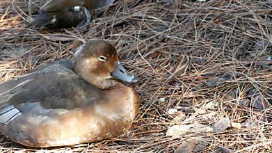 Duck in natural habitat. Waterflow bird in wild nature. Waterbird in wilderness