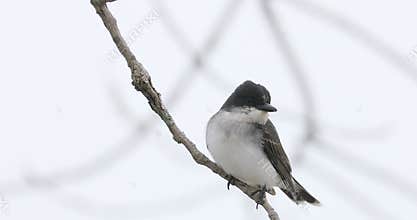 Eastern Kingbird, Tyrannus tyrannus, perched on branch 4K