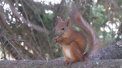 Squirrel sits on a branch and eats a nut