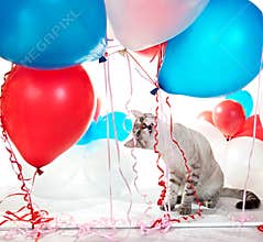 Cat playing with balloons.