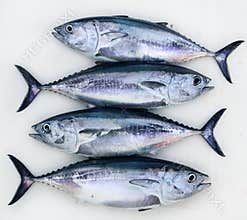 Bluefin four tuna fish Thunnus thynnus catch row