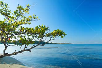 Tropical scene of Buye beach at the caribbean island of Puerto Rico