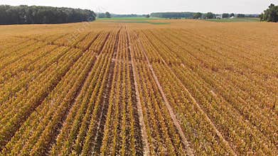 Corn field in late summer. Aerial farming landscape. Low drone flight.