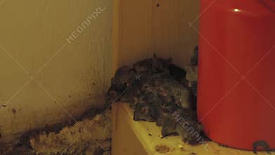 Large group of mice in the kitchen