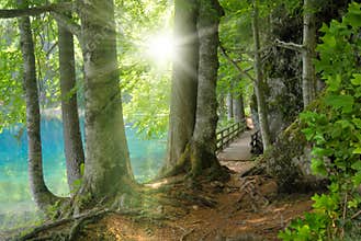 Forest landscape with turquoise water and the sun