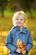 Portrait of a cute little boy with maple leaves in autumn park. Preschooler child having fun during stroll in fall forest. Baby