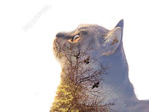 Double exposure portrait of a cat watching pigeons