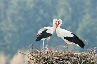 Stork