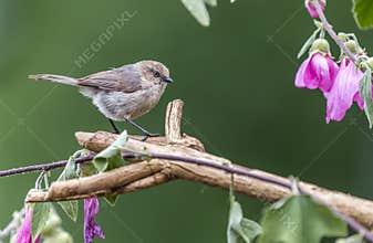 An American bushtit ` Psaltriparus minimus `.