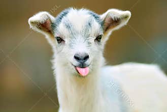 Funny goat