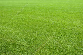 Natural lawn green grass texture