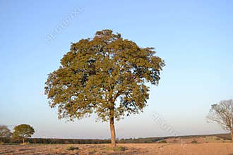 A undefined tree on the landscape