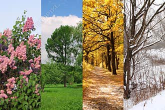 Four seasons spring, summer, autumn, winter