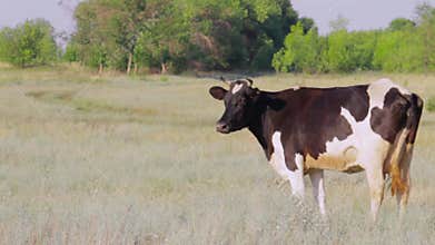 The cow poses for the camera. Many flying flies around, hot summer day