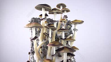 Psilocybe cubensis magic mushrooms. Mushroom Rotation.