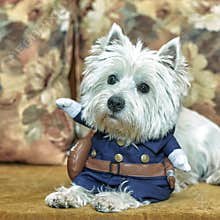 Pet portrait of puppy West Highland White Terrier with cosplay costume of policeman lying or sitting on the couch
