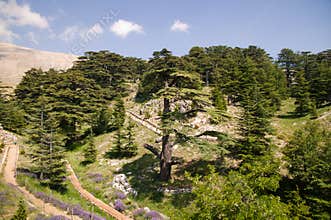 Cedar Forest