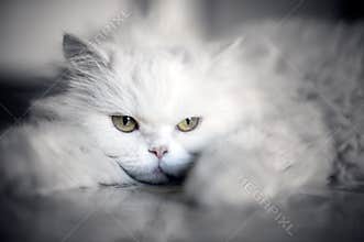 Elegant white cat