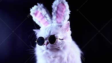 Portrait of funny cat in fashion sunglasses and soft rabbit ears. Studio footage