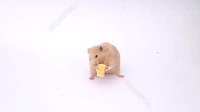 Funny hamster, hamster on a white background, the hamster eats cheese