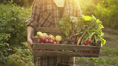 Farmer hands holding wooden box full of fresh organic vegetables, potato, carrots, tomato, beets, radish on eco farm